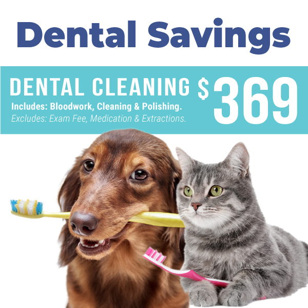 1123_Cascades_pet_dental_savings_mobile_header