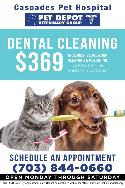 dental_cleaning_poster