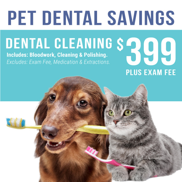 0625_Cascades_pet_dental_savings_mobile_header