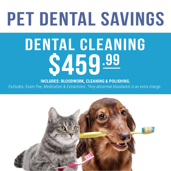 0825_Cascades_pet_dental_cleaning_mobile_header