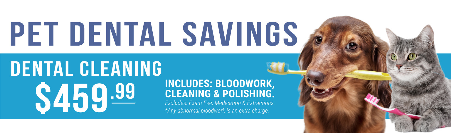 0825_Cascades_pet_dental_cleaning_web_header